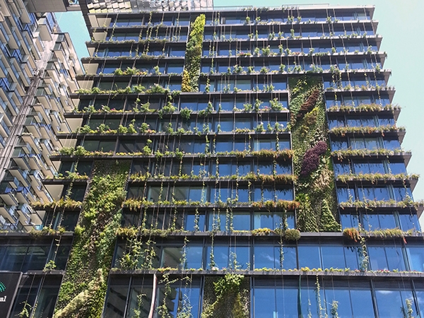 The vertical gardens at One Central Park. Image: Tensile green-wall