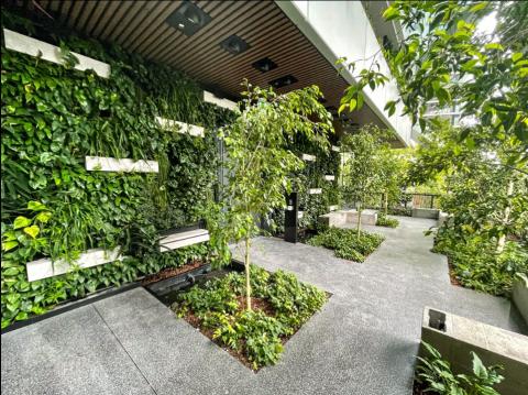 Paragon by Fytogreen Paragon by Fytogreen