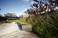 Anigozanthos ‘Ruby Velvet’ contributes a striking element to the green roof planting scheme at Kangan Institute Kangan-Institute-green-roof-project